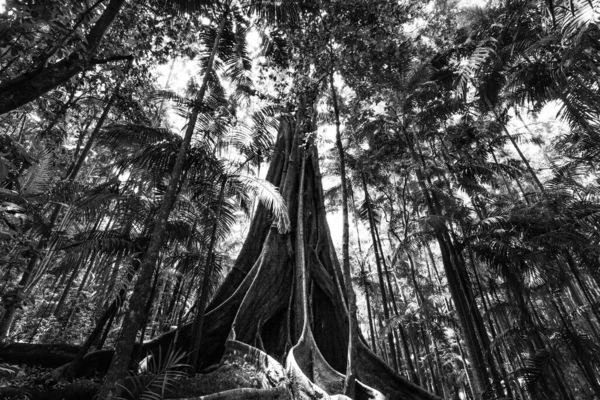 热带雨林中巨大的无花果树根 黑白图像 — 图库照片