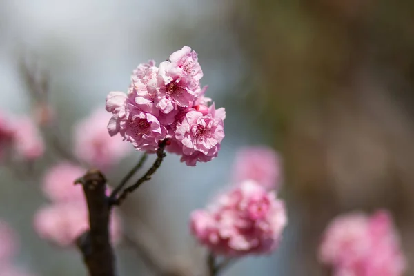 Fiori Rosa Ciliegio Fiore Sfondo Sfocato — Foto Stock