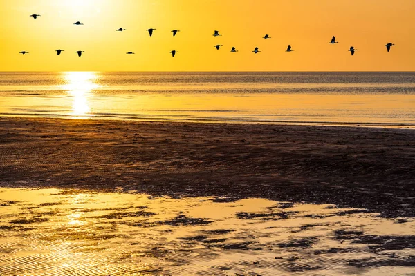 Silhouettes Raj Libák Repül Narancssárga Naplementekor Felett Óceán Víz Victoria — Stock Fotó
