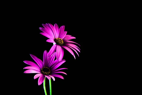 コピースペースと黒に鮮やかに輝く紫のデイジー — ストック写真