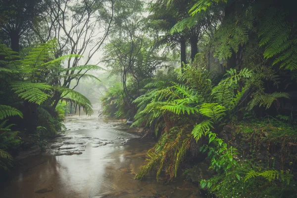 Creek Stroomt Door Een Regenwoud Ochtendmist — Stockfoto