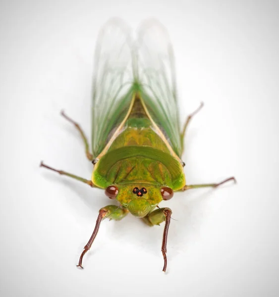 Green Grocer Cicada One Loudest Insects World Isolated White Background — Stock Photo, Image