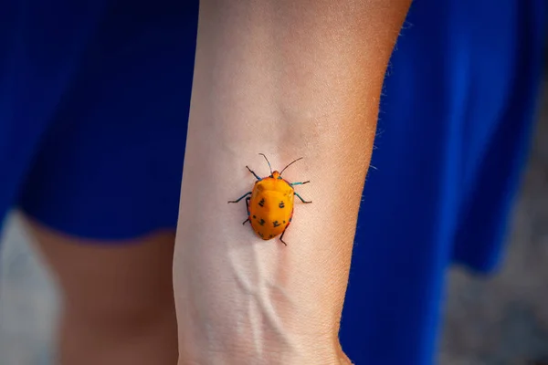 Hibiskus Harlekin Käfer Kriecht Auf Verschwommenem Hintergrund Frauenhand Hoch — Stockfoto