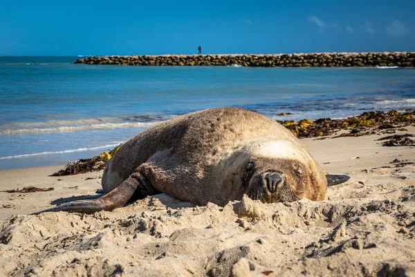 Australian fur seal sleeping on the beach - closeup view.