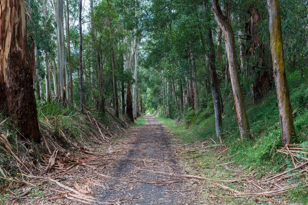 Einsamer Wanderweg Eukalyptuswald Australien — Stockfoto