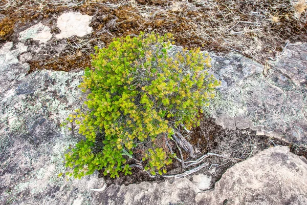 小绿黄植物在群山的岩石中脱颖而出 — 图库照片