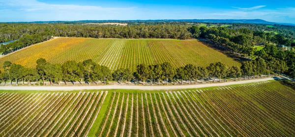 Paisagem Panorâmica Aérea Linhas Retas Videiras Uma Adega — Fotografia de Stock