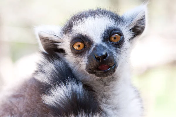 Gyűrűs Farkú Lemur Egyenesen Kamerába Néz — Stock Fotó