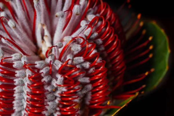 Extremo Primer Plano Banksia Flor También Conocido Como Madreselva Australiana —  Fotos de Stock
