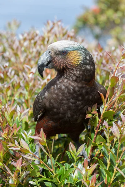 Ein Kaka Ein Papageienporträt Aus Neuseeland Nestor Meridionalis Septentriona — Stockfoto