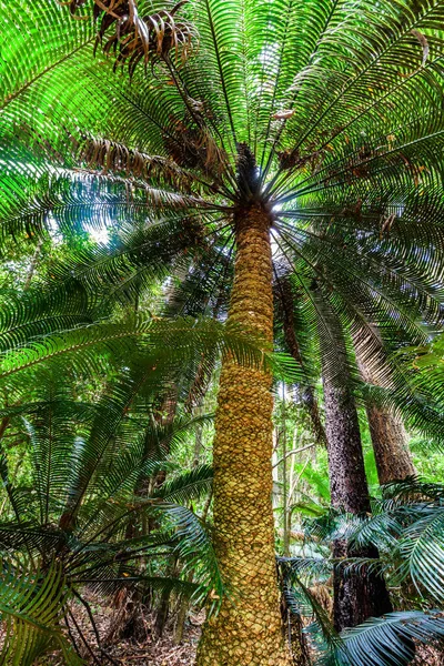 Menatap Pohon Pakis Tinggi Hutan Hujan — Stok Foto
