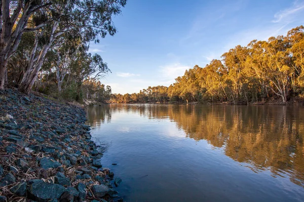 Murray River Fließt Bei Sonnenuntergang Australischen Busch — Stockfoto