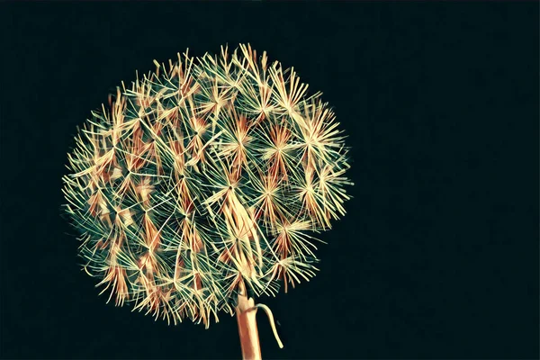 Digital drawing of beautiful dandelion isolated on black with copy space digital artwork
