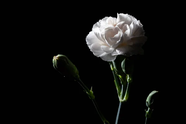 Cravo Branco Bela Flor Fundo Preto — Fotografia de Stock