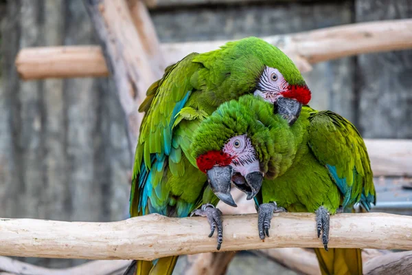 Twee Groene Papegaaien Die Met Elkaar Interageren — Stockfoto