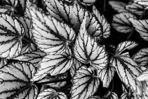 Рекс Бегония Листья Черно Белом Мелким Фокусом — стоковое фото