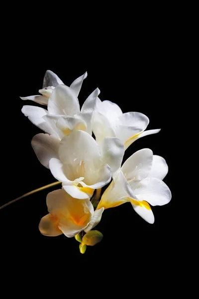 白花和黄花的遮掩 — 图库照片