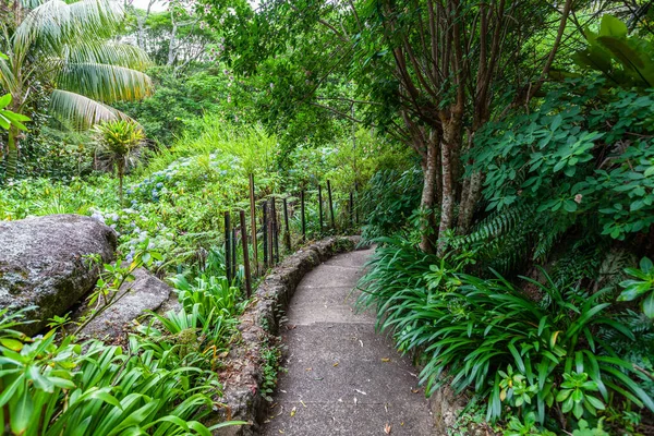 Footpath in garden in rainforest. O\'Reily\'s retreat, Lamington National Park, Queensland, Australia