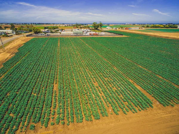 Vista Aérea Linhas Retas Culturas Verdes Agricultura Austrália — Fotografia de Stock