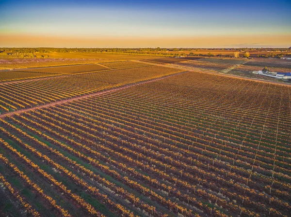 Pôr Sol Brilhante Sobre Vinhas Riverland Austrália Sul — Fotografia de Stock