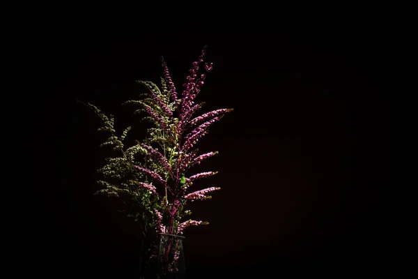 Boeket Van Inheemse Australische Bloeiende Planten Zwarte Achtergrond Met Kopieerruimte — Stockfoto