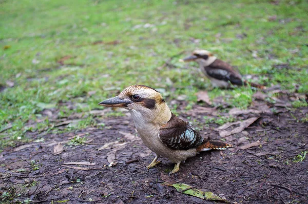 Tertawa Kookaburra Berdiri Tanah — Stok Foto