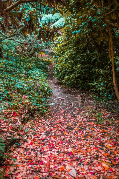 Caminho Escondido Pequeno Uma Floresta Coberta Folhagem Vermelha Outono — Fotografia de Stock