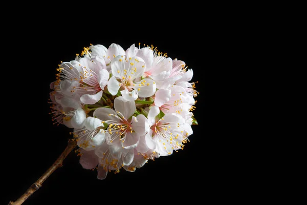 White Cherry Blossom Isolated Black Background Copy Space — Stock Photo, Image