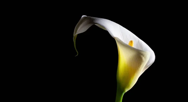 White Calla Lily Glowing Brightly Black Background Copy Space Studio — Stock Photo, Image