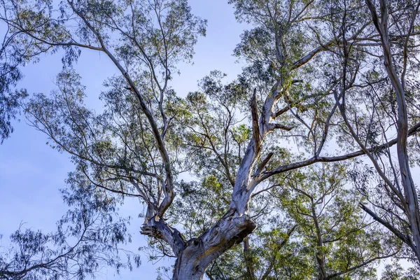 Australiska Inhemska Blå Tuggummi Träd Tittar Upp Himlen — Stockfoto
