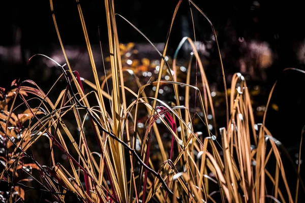 Geel Gras Wazig Achtergrond Met Mooie Bokeh Closeup — Stockfoto