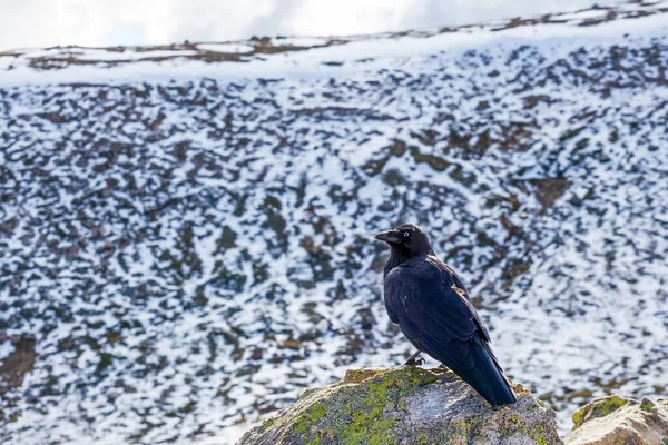 Kosciuszko Dağı Ulusal Parkı Nda Avustralyalı Kuzgun Portresi — Stok fotoğraf