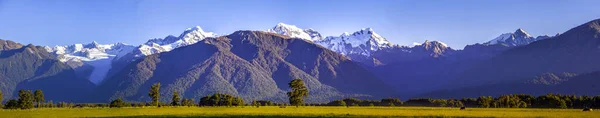 Large panorama of  Southern Alps with grazing cows in New Zealand.