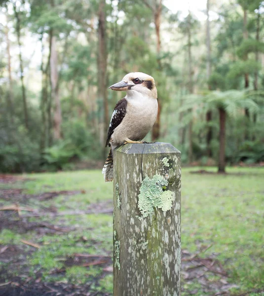 笑Kookaburra坐在木柱子上 — 图库照片