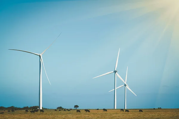 Три Вітряні Млини Чистий Видобуток Енергії Вікторія Австралія — стокове фото