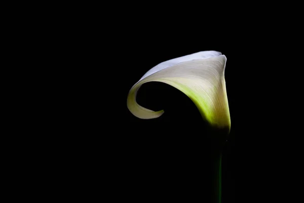 Λευκό Κρίνο Calla Απομονωμένο Μαύρο Φόντο Αντιγραφικό Χώρο — Φωτογραφία Αρχείου