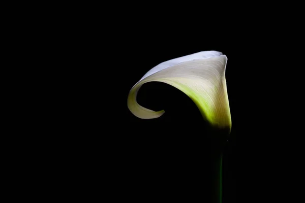 Lirio Blanco Calla Aislado Sobre Fondo Negro Con Espacio Copia — Foto de Stock