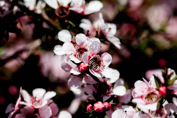 美丽的白色 红色的花朵 背景模糊 紧密相连 — 图库照片