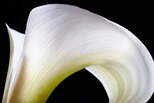 Calla Lily Flower Extreme Closeup Black Background Copy Space — Stock Photo, Image