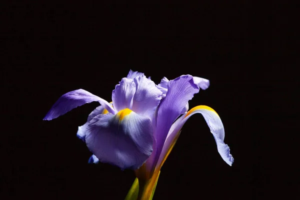 Beautiful Iris Flower Black Copy Space — Stock Photo, Image