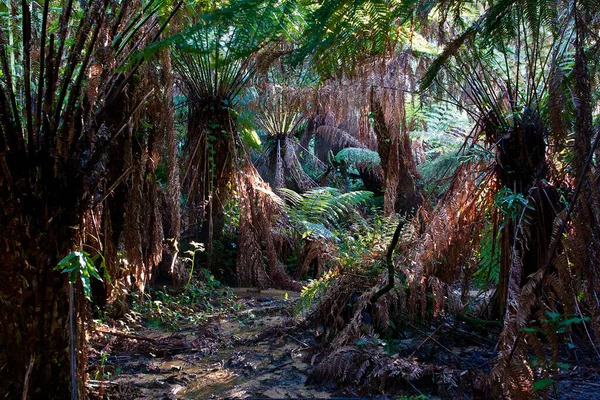 澳大利亚维多利亚州丹敦农场热带雨林中的巨大蕨树 — 图库照片