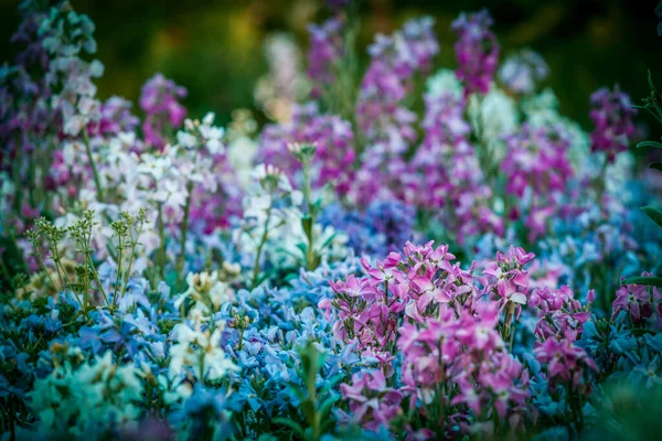 背景がぼやけた美しい花々 — ストック写真