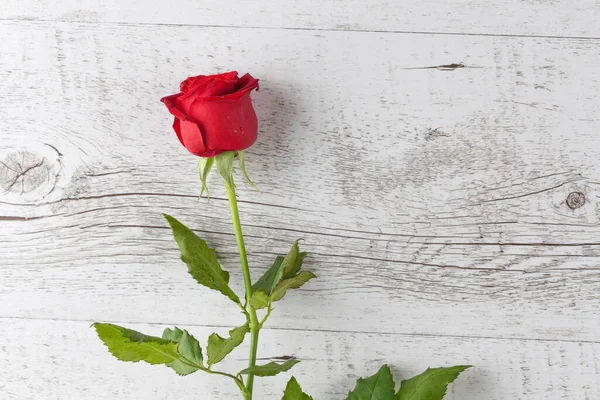 Zbliżenie Jednej Czerwonej Róży Białym Rustykalnym Drewnianym Tle Poziomy Obraz — Zdjęcie stockowe
