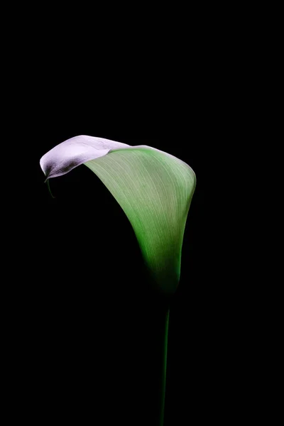 Delicate Calla Lily Glowing Dark — Stock Photo, Image