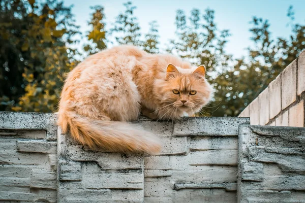 带着模糊背景的严肃凝视的生姜猫肖像 — 图库照片