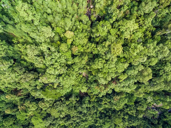 Pohled Dolů Vrcholky Stromů Letecký Pohled — Stock fotografie