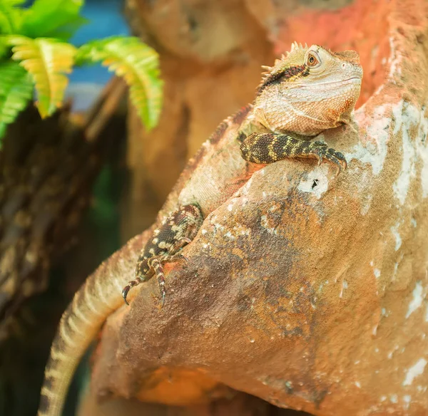 Dragão Água Oriental Descansando Uma Pedra — Fotografia de Stock