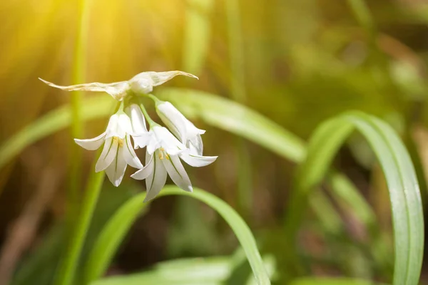 Luce Che Brilla Fiori Bianchi Foglie Verdi Concetto Energia Sostenibile — Foto Stock