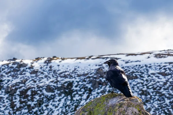 Cuervo Australiano Posado Una Roca Con Montañas Nevadas Fondo —  Fotos de Stock