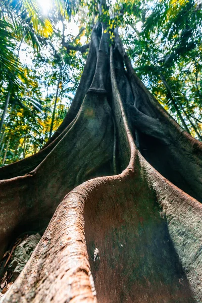 野生の自然熱帯雨林環境での根が大きい図木 — ストック写真